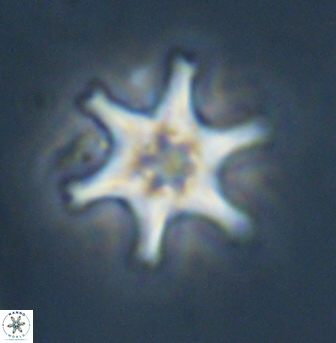 Discoaster musicus 32751