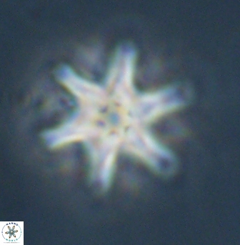 Discoaster musicus 32752