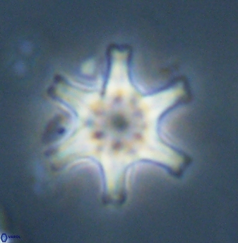 Discoaster musicus 32753