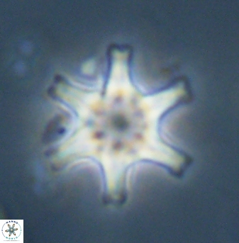 Discoaster musicus 32753