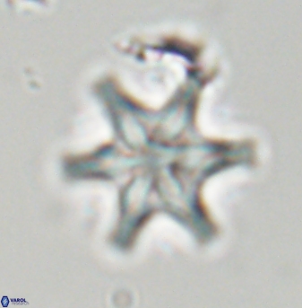 Discoaster musicus 32754