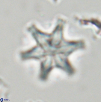 Discoaster musicus 32756