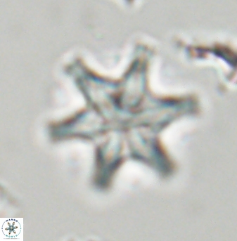 Discoaster musicus 32756