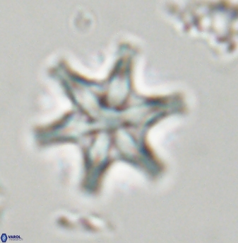 Discoaster musicus 32757