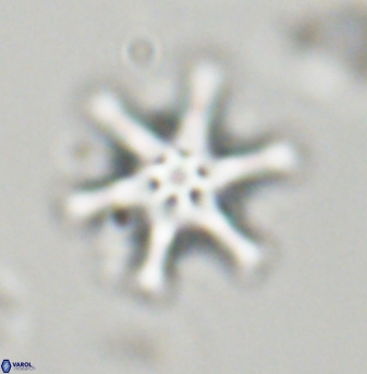 Discoaster musicus 32758