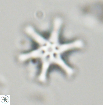 Discoaster musicus 32758