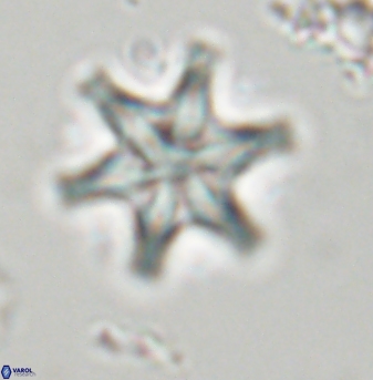 Discoaster musicus 32759