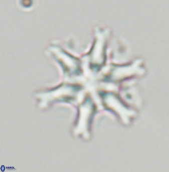 Discoaster musicus 32761