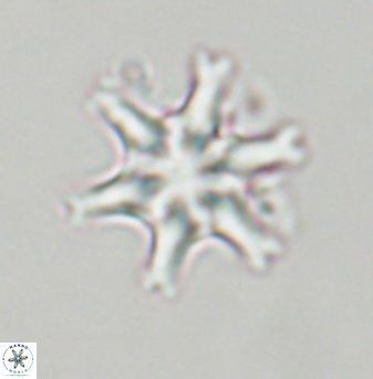 Discoaster musicus 32763