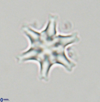 Discoaster musicus 32764