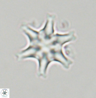 Discoaster musicus 32764