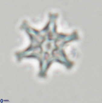 Discoaster musicus 32766