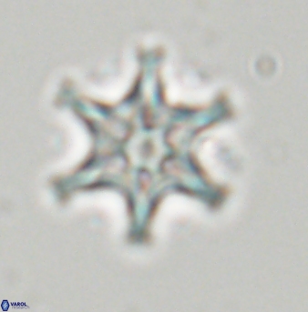 Discoaster musicus 32769