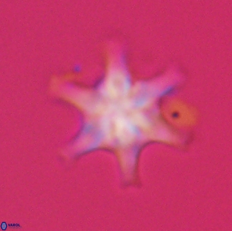 Discoaster musicus 32770