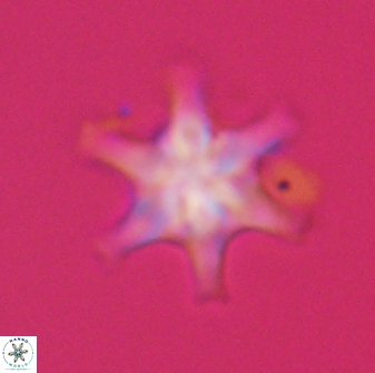 Discoaster musicus 32770