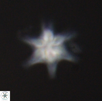 Discoaster musicus 32771