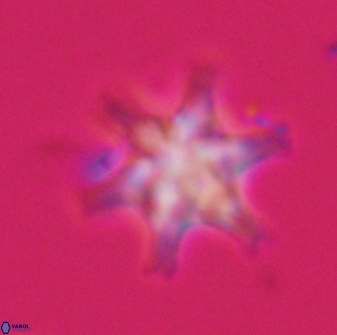 Discoaster musicus 32772