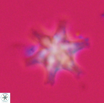 Discoaster musicus 32772
