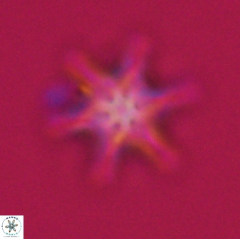 Discoaster musicus 32774