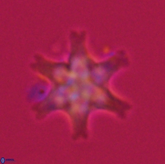 Discoaster musicus 32775