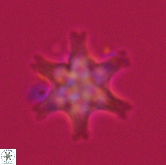 Discoaster musicus 32775
