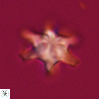 Discoaster musicus 32776