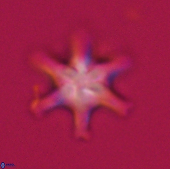 Discoaster musicus 32777