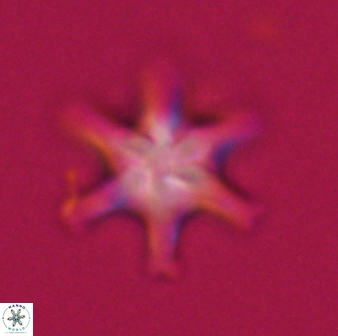 Discoaster musicus 32777