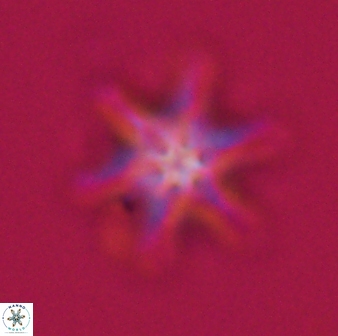 Discoaster musicus 32778