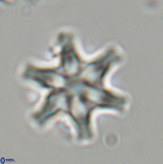 Discoaster musicus 32779