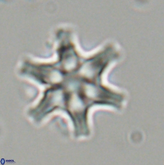 Discoaster musicus 32780