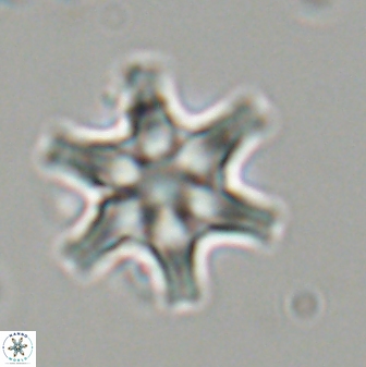 Discoaster musicus 32780