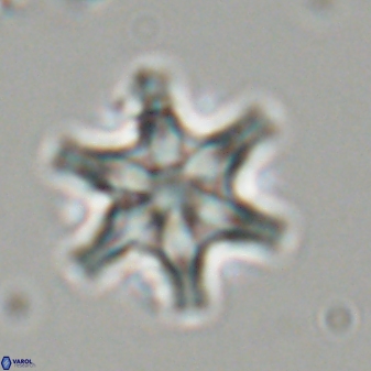 Discoaster musicus 32781