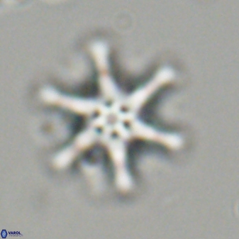 Discoaster musicus 32782