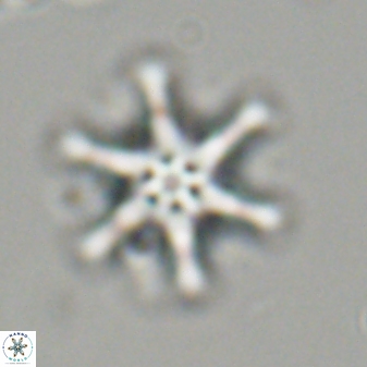 Discoaster musicus 32782