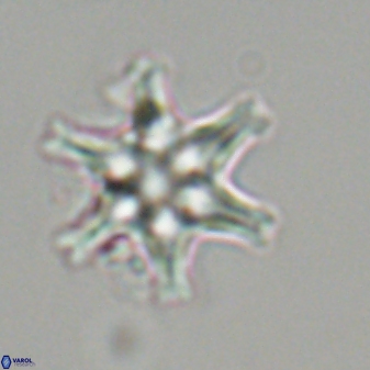 Discoaster musicus 32783