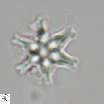 Discoaster musicus 32783