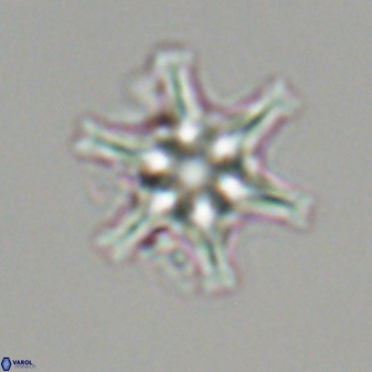 Discoaster musicus 32784