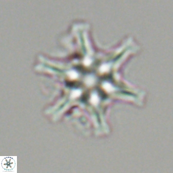 Discoaster musicus 32784