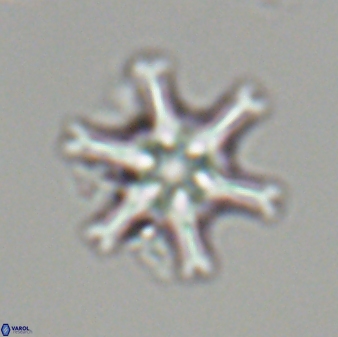 Discoaster musicus 32785