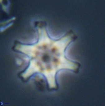 Discoaster musicus 32787