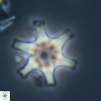 Discoaster musicus 32787