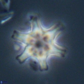 Discoaster musicus 32788