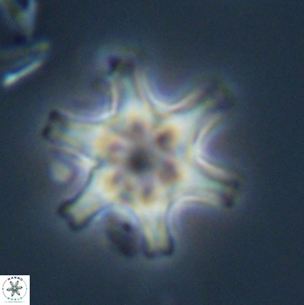 Discoaster musicus 32788