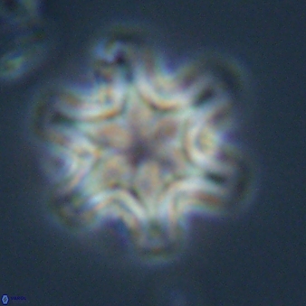 Discoaster musicus 32789