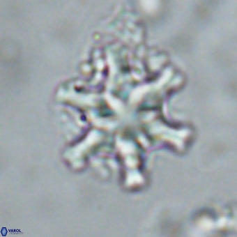 Discoaster musicus VR 19656