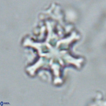 Discoaster musicus VR 19657