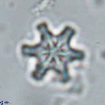 Discoaster musicus VR 19658