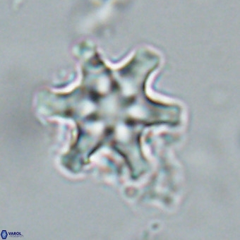 Discoaster musicus VR 19659