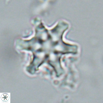 Discoaster musicus VR 19659
